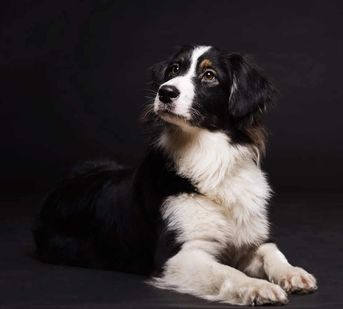 Photographie d'animaux de compagnie par Greg Photographe